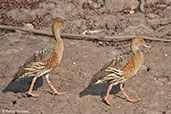 Plumed Whistling-duck, Kakadu, Northern Territory, Australia, October 2013 - click for larger image