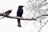 Spangled Drongo, Daintree, Queensland, Australia, November 2010 - click for larger image