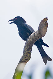 Spangled Drongo, Cooktown, Queensland, Australia, November 2010 - click for larger image