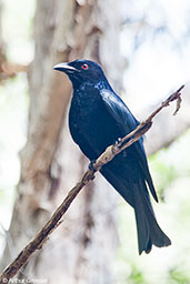 Spangled Drongo, Howard Springs, Northern Territory, Australia, October 2013 - click for larger image