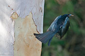Spangled Drongo, Adelaide River, Northern Territory, Australia, October 2013 - click for larger image
