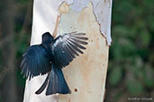 Spangled Drongo, Adelaide River, Northern Territory, Australia, October 2013 - click for larger image