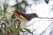 Female Mistletoebird, Cooktown, Queensland, Australia, November 2010 - click for larger image