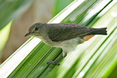 Female Mistletoebird, Kuranda, Queensland, Australia, November 2010 - click for larger image