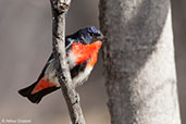 Male Mistletoebird, Ormiston Gorge, Northern Territory, Australia, September 2013 - click for larger image