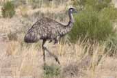 Emu, Victoria, Australia, February 2006 - click for larger image