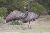 Emu, Wilson's Promontory, Victoria, Australia, April 2006 - click for larger image