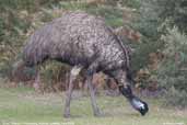 Emu, Wilson's Promontory, Victoria, Australia, April 2006 - click for larger image