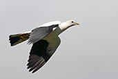 Pied Imperial Pigeon, Cairns, Queensland, Australia, November 2010 - click for larger image