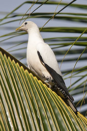 Pied Imperial Pigeon, Cairns, Queensland, Australia, November 2010 - click for larger image