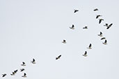 Toressian Imperial Pigeon, Daintree, Queensland, Australia, November 2010 - click for larger image