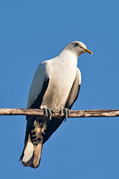 Toressian Imperial Pigeon, Mission Beach, Queensland, Australia, December 2010 - click for larger image