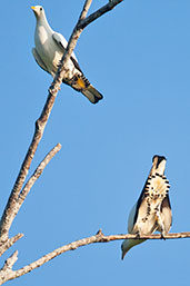 Toressian Imperial Pigeon, Mission Beach, Queensland, Australia, December 2010 - click for larger image