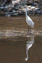 Little Egret, Cape Tribulation, Queensland, Australia, November 2010 - click for larger image