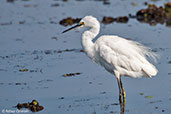 Little Egret, Kakadu, Northern Territory, Australia, October 2013 - click for larger image