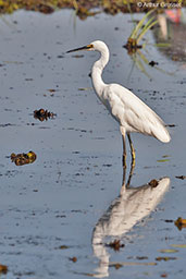 Little Egret, Kakadu, Northern Territory, Australia, October 2013 - click for larger image