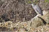 White-faced Heron, Dover, Tasmania, Australia, February 2006 - click for larger image