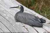 White-faced Heron, Maria Island, Tasmania, Australia, February 2006 - click for larger image