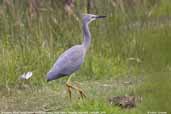 Immature White-faced Heron, Wye Valley, Victoria, Australia, February 2006 - click for larger image