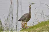 White-faced Heron, Warrnambool, Victoria, Australia, February 2006 - click for larger image