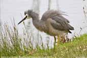 White-faced Heron, Warrnambool, Victoria, Australia, February 2006 - click for larger image