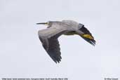 White-faced Heron, Kangaroo Island, South Australia, March 2006 - click for larger image