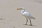 Pacific Reef Egret, Michaelmas Key, Queensland, Australia, November 2010 - click for larger image