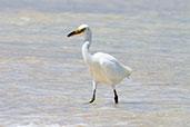 Pacific Reef Egret, Michaelmas Key, Queensland, Australia, November 2010 - click for larger image