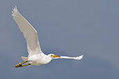 Pacific Reef Egret, Michaelmas Key, Queensland, Australia, November 2010 - click for larger image