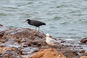 Pacific Reef Egret, Darwin, Northern Territory, Australia, October 2013 - click for larger image