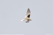 Juvenile Black-shouldered Kite, Kangaroo Island, South Australia, March 2006 - click for larger image