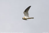 Juvenile Black-shouldered Kite, Kangaroo Island, South Australia, March 2006 - click for larger image