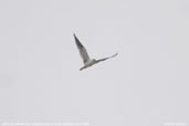 Black-shouldered Kite, Kangaroo Island, South Australia, March 2006 - click for larger image