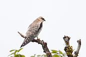 Juvenile Black-shouldered Kite, Kuranda, Queensland, Australia, November 2010 - click for larger image