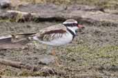 Black-fronted Dotterel, Kangaroo Island, South Australia, March 2006 - click for larger image