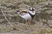 Black-fronted Dotterel, Kangaroo Island, South Australia, March 2006 - click for larger image