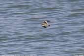 Black-fronted Dotterel, Menindee, NSW, Australia, March 2006 - click for larger image