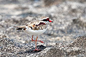 Black-fronted Dotterel, Lakefield N.P., Queensland, Australia, November 2010 - click for larger image