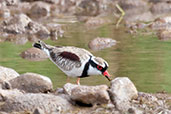 Black-fronted Dotterel, Glen Helen, Northern Territory, Australia, September 2013 - click for larger image