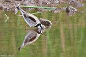 Black-fronted Dotterel, Glen Helen, Northern Territory, Australia, September 2013 - click for larger image