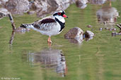 Black-fronted Dotterel, Glen Helen, Northern Territory, Australia, September 2013 - click for larger image