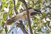 Immature Blue-faced Honeyeater, Deniliquin, NSW, Australia, March 2006 - click for larger image