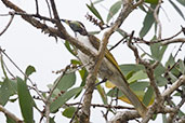 Immature Blue-faced Honeyeater, Lakefield NP, Queensland, Australia, November 2010 - click for larger image
