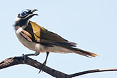 Blue-faced Honeyeater, Paluma, Queensland, Australia, November 2010 - click for larger image