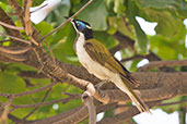 Blue-faced Honeyeater, Paluma, Queensland, Australia, November 2010 - click for larger image