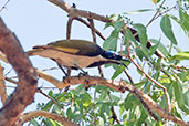 Blue-faced Honeyeater, Adelaide River, Northern Territory, Australia, October 2013 - click for larger image