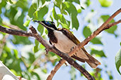 Blue-faced Honeyeater, Kakadu, Northern Territory, Australia, October 2013 - click for larger image