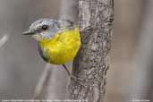 Eastern Yellow Robin, You Yangs, Victoria, Australia, February 2006 - click for larger image