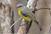 Eastern Yellow Robin, You Yangs, Victoria, Australia, February 2006 - click for larger image