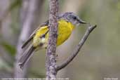 Eastern Yellow Robin, You Yangs, Victoria, Australia, February 2006 - click for larger image